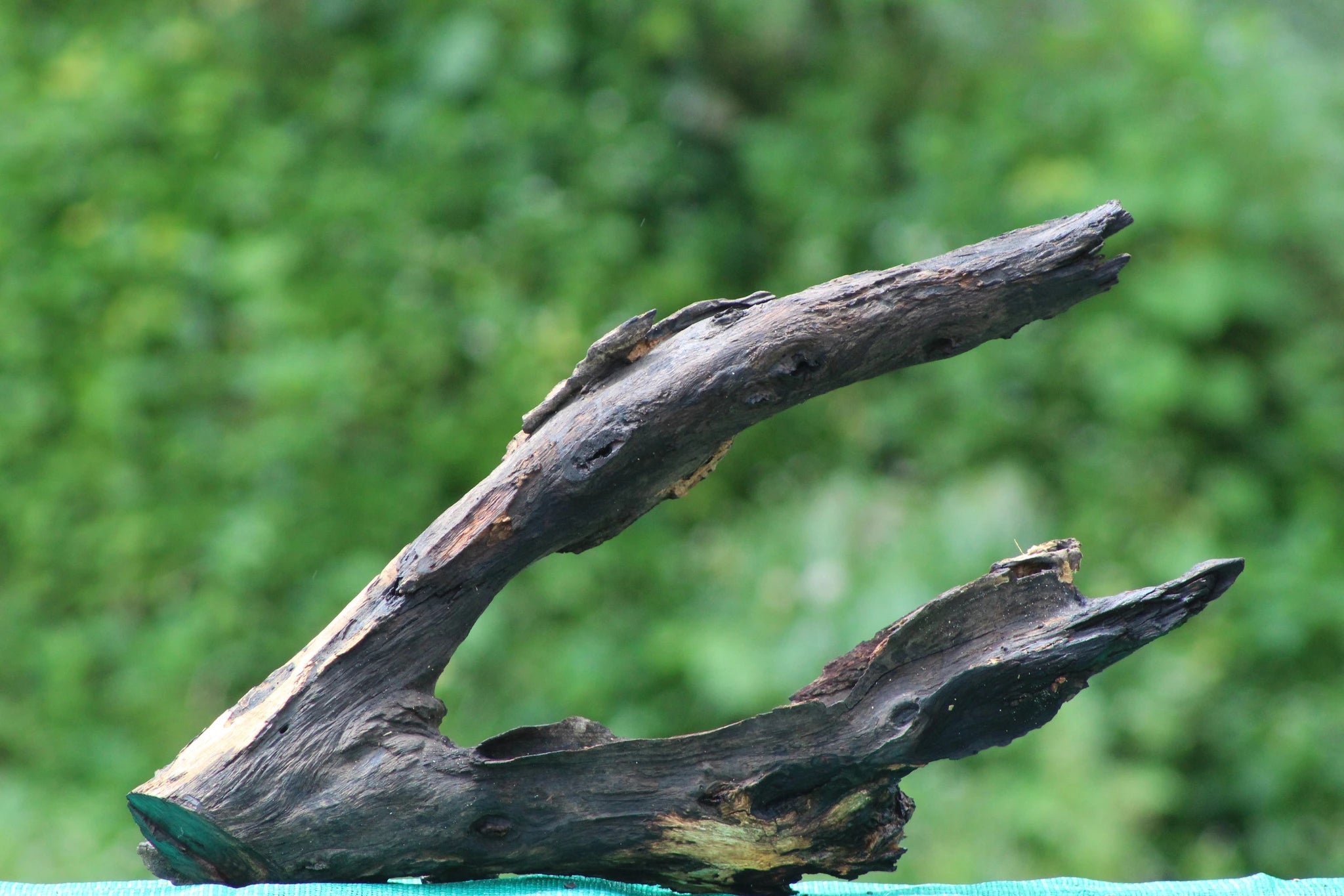 Large Natural Driftwood for Aquascaping & Aquarium Decor - Handpicked 24x15 Inch Bogwood - UNIQUE DRIFTWOOD