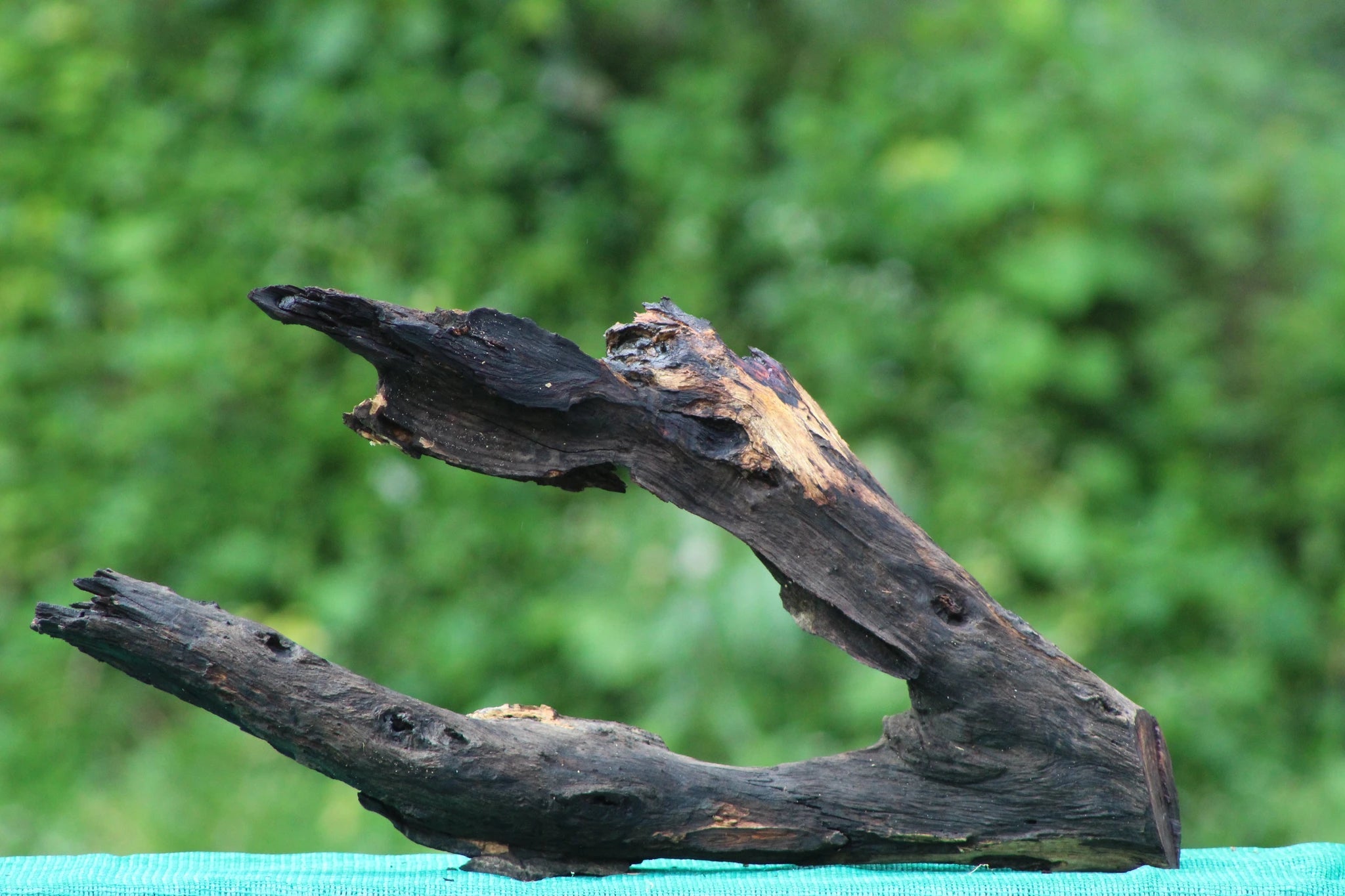 Large Natural Driftwood for Aquascaping & Aquarium Decor - Handpicked 24x15 Inch Bogwood - UNIQUE DRIFTWOOD