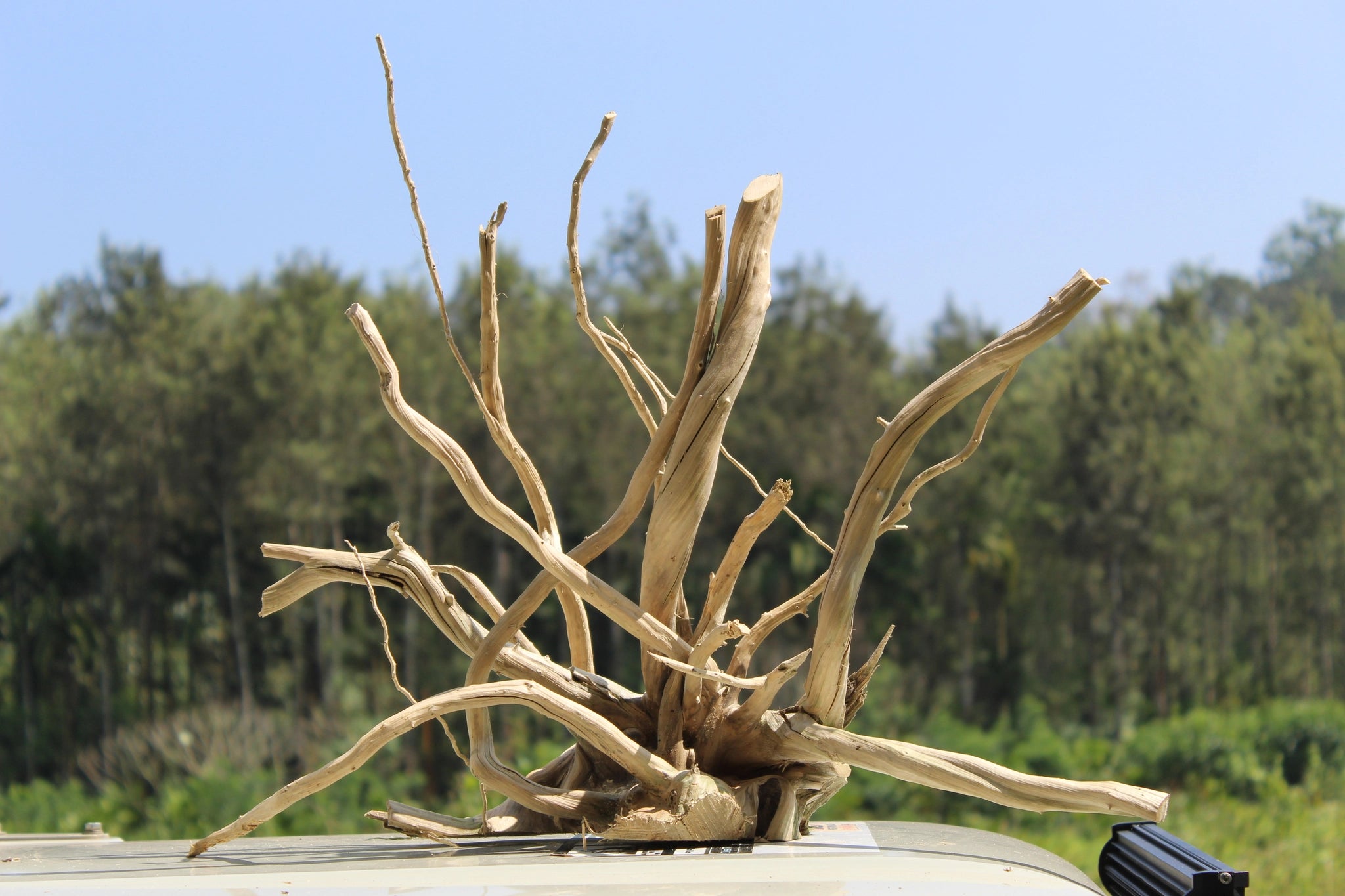 Large Spiderwood driftwood sculpture measuring 24x18 inches, featuring tall branches and a robust base. Ideal for aquariums, terrariums, and home decor.

