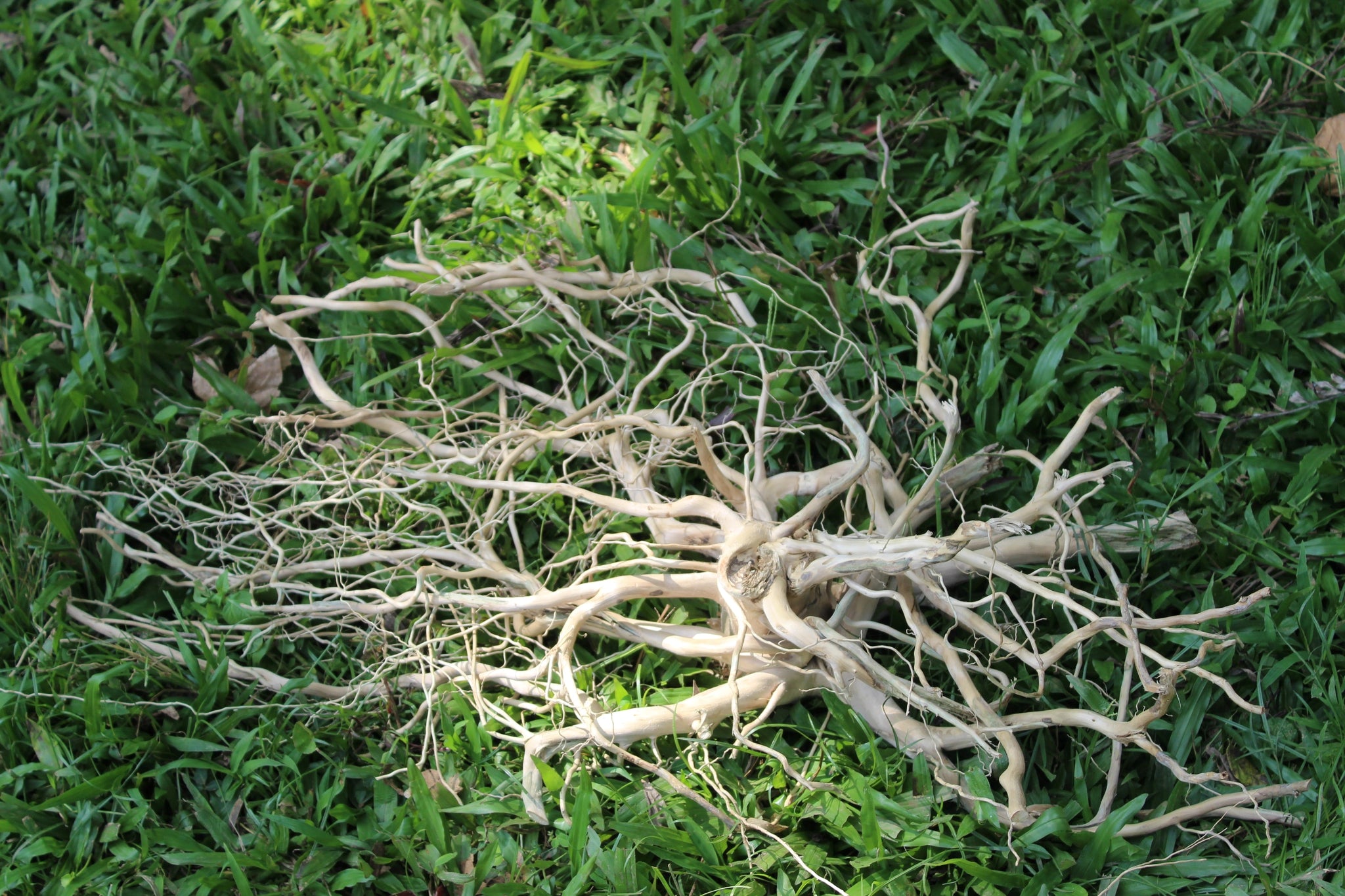 Majestic Spiderwood driftwood sculpture measuring 30x20 inches, featuring an intricate network of branches. Perfect for aquariums, terrariums, and decor.

