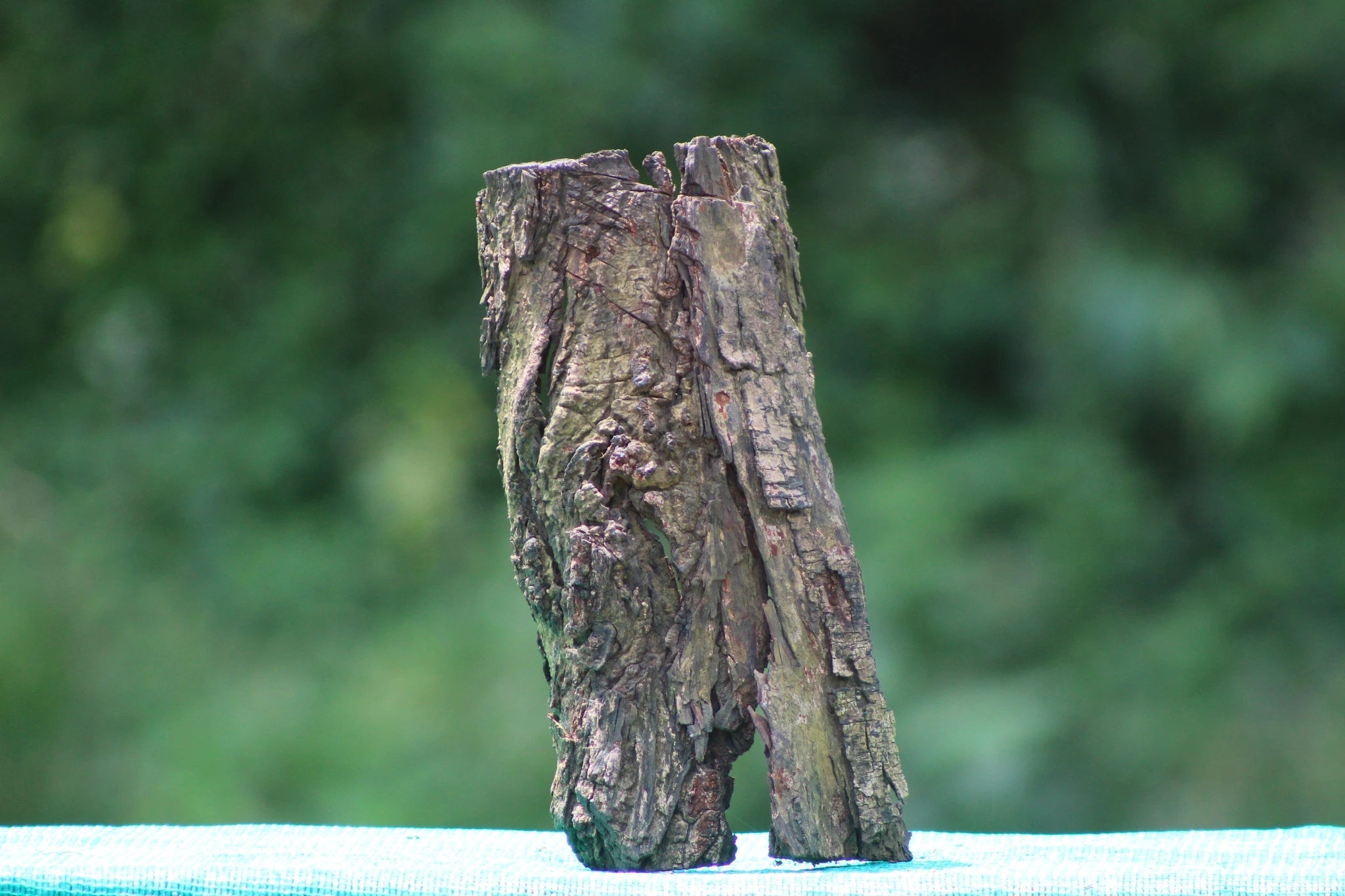 Natural 1 Square Foot Tree Bark for Aquascaping & Terrarium Design - UNIQUE DRIFTWOOD