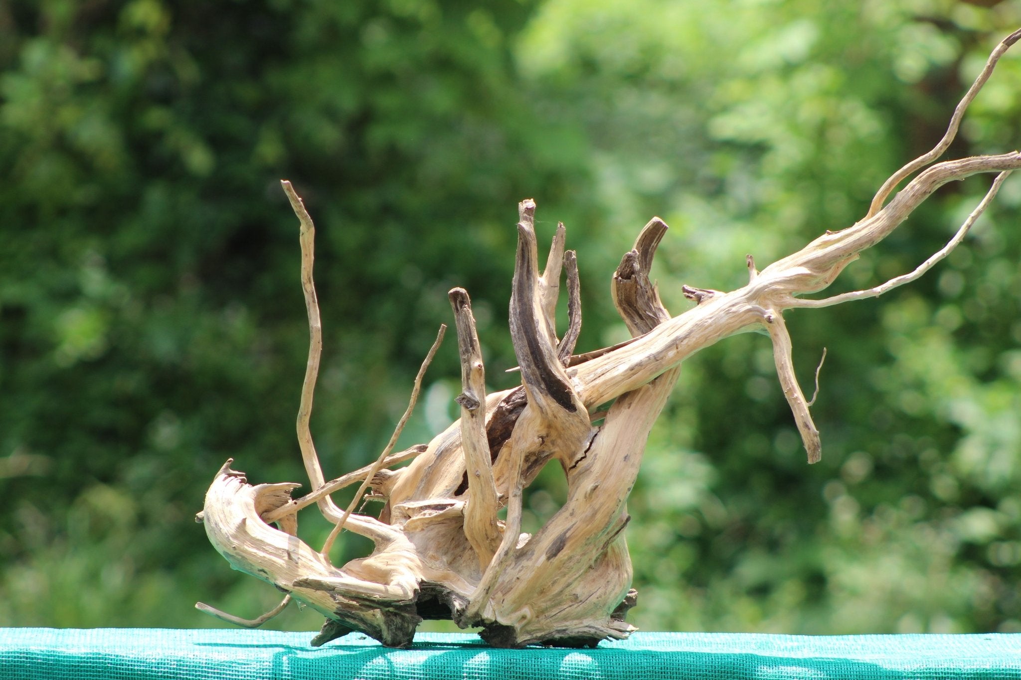 Natural 30x18 Inch Twisted Spiderwood Driftwood for Aquariums, Terrariums & Home Decor - UNIQUE DRIFTWOOD