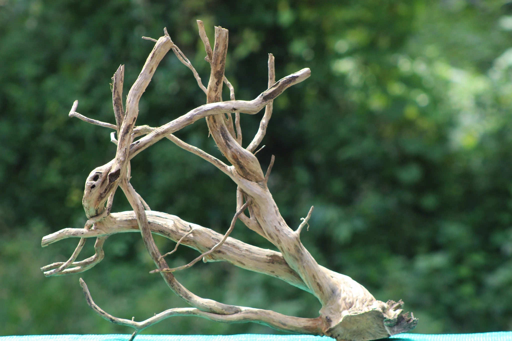 Natural 30x20 Spider Wood Driftwood for Aquascaping & Aquarium Decoration - UNIQUE DRIFTWOOD