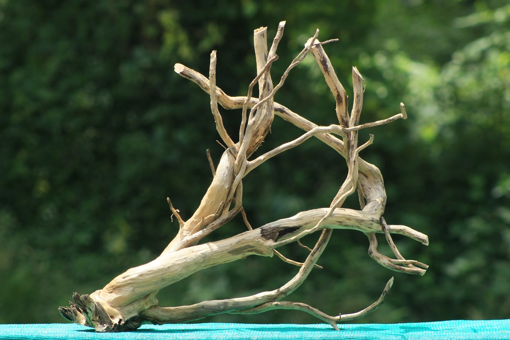 Natural 30x20 Spider Wood Driftwood for Aquascaping & Aquarium Decoration - UNIQUE DRIFTWOOD