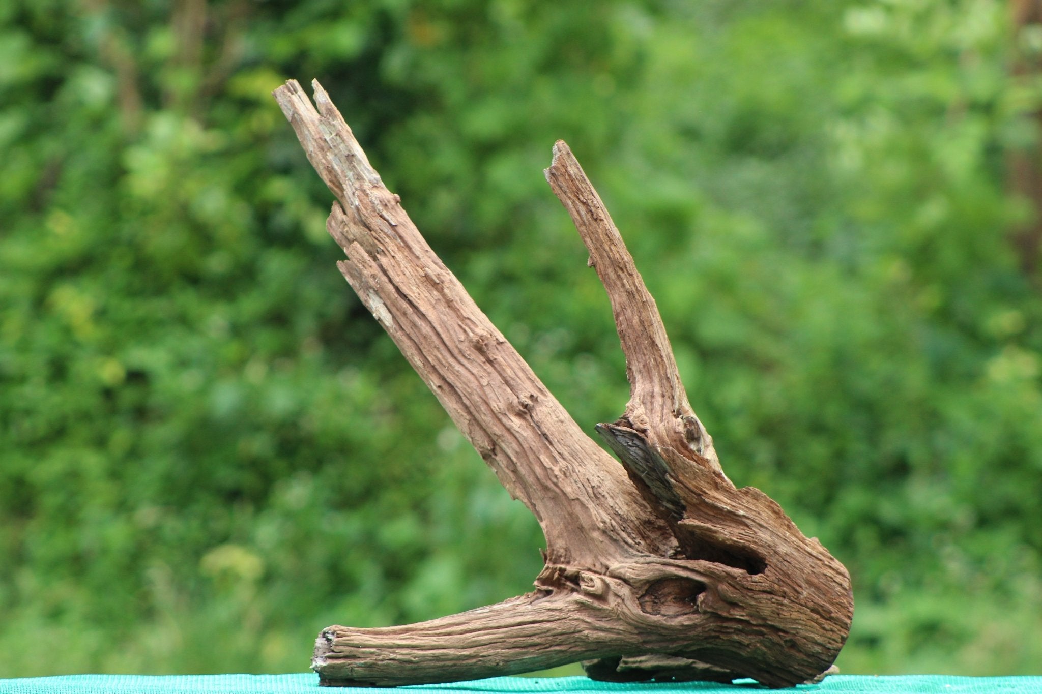 Natural 30x24 Inch Bogwood Driftwood Sculpture – Perfect for Aquariums & Home Décor - UNIQUE DRIFTWOOD