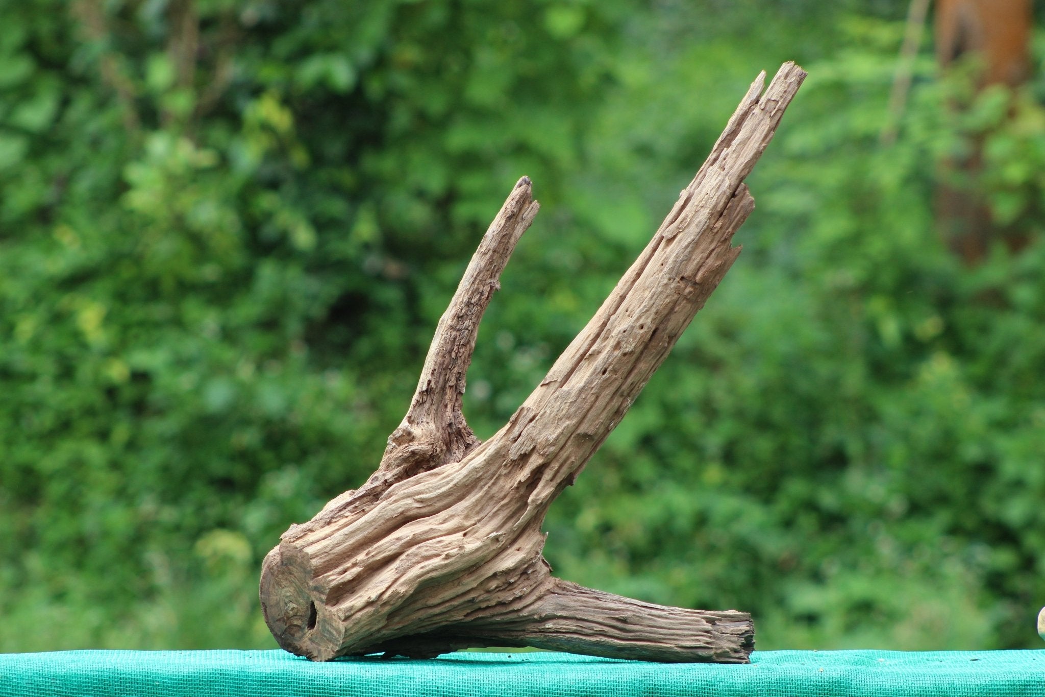 Natural 30x24 Inch Bogwood Driftwood Sculpture – Perfect for Aquariums & Home Décor - UNIQUE DRIFTWOOD