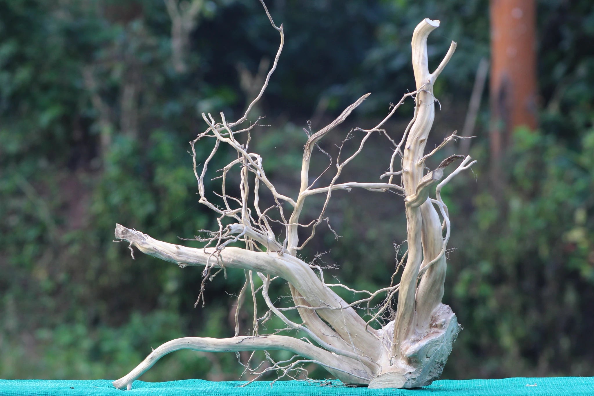 18x18 inch natural driftwood centerpiece featuring intricate branches, ideal for aquariums, terrariums, or rustic home and garden decor