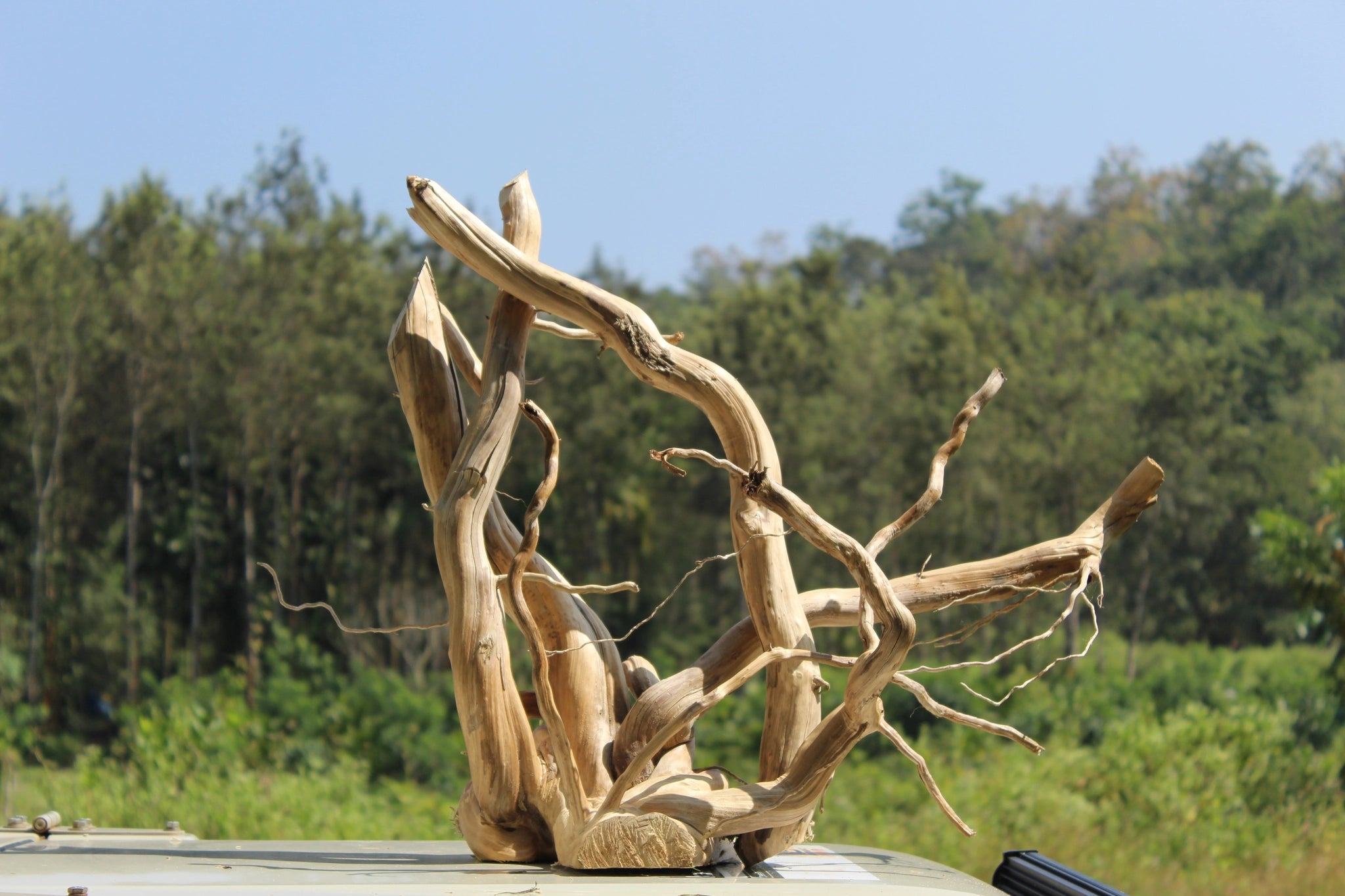 A 36x22 inch natural driftwood piece featuring unique curves and textures, perfect for aquariums, terrariums, or rustic interior décor.