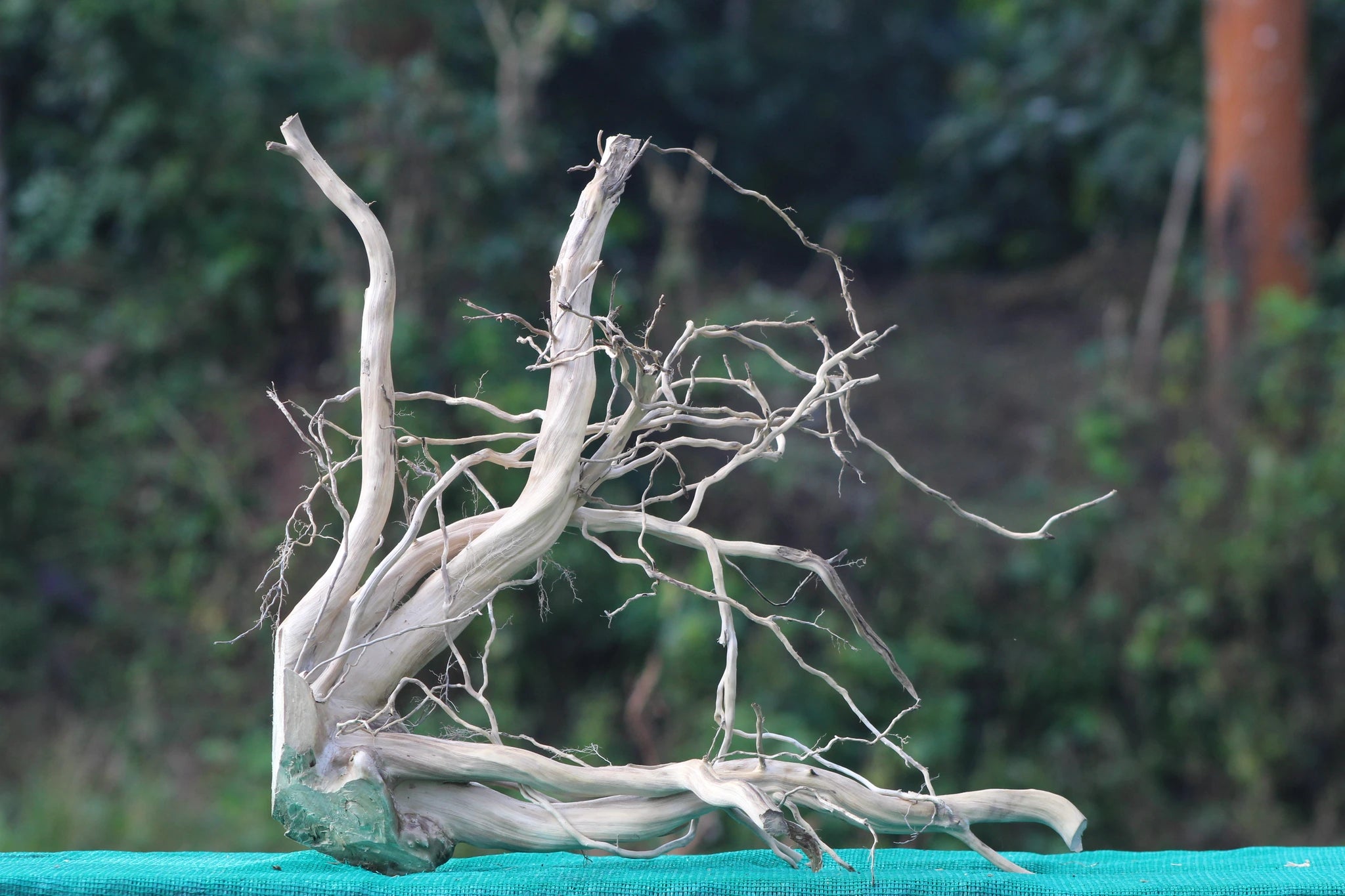 18x18 inch natural driftwood centerpiece featuring intricate branches, ideal for aquariums, terrariums, or rustic home and garden decor.