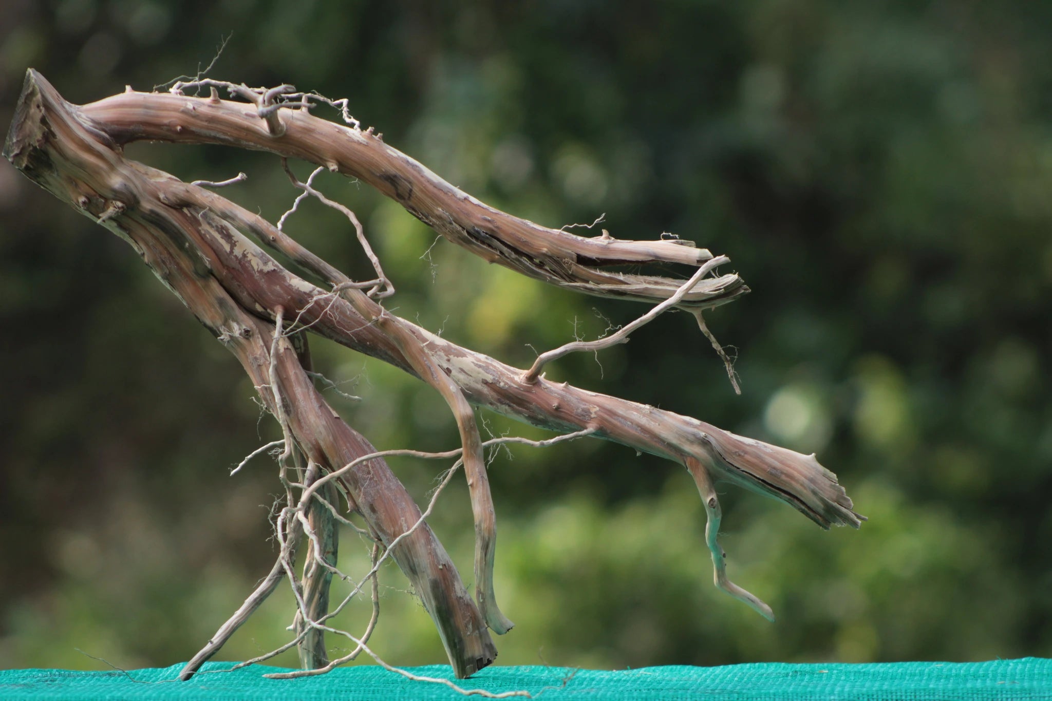 Natural 18x15 inch driftwood decor piece with intricate branches, perfect for aquariums, terrariums, or minimalist home and garden decor.