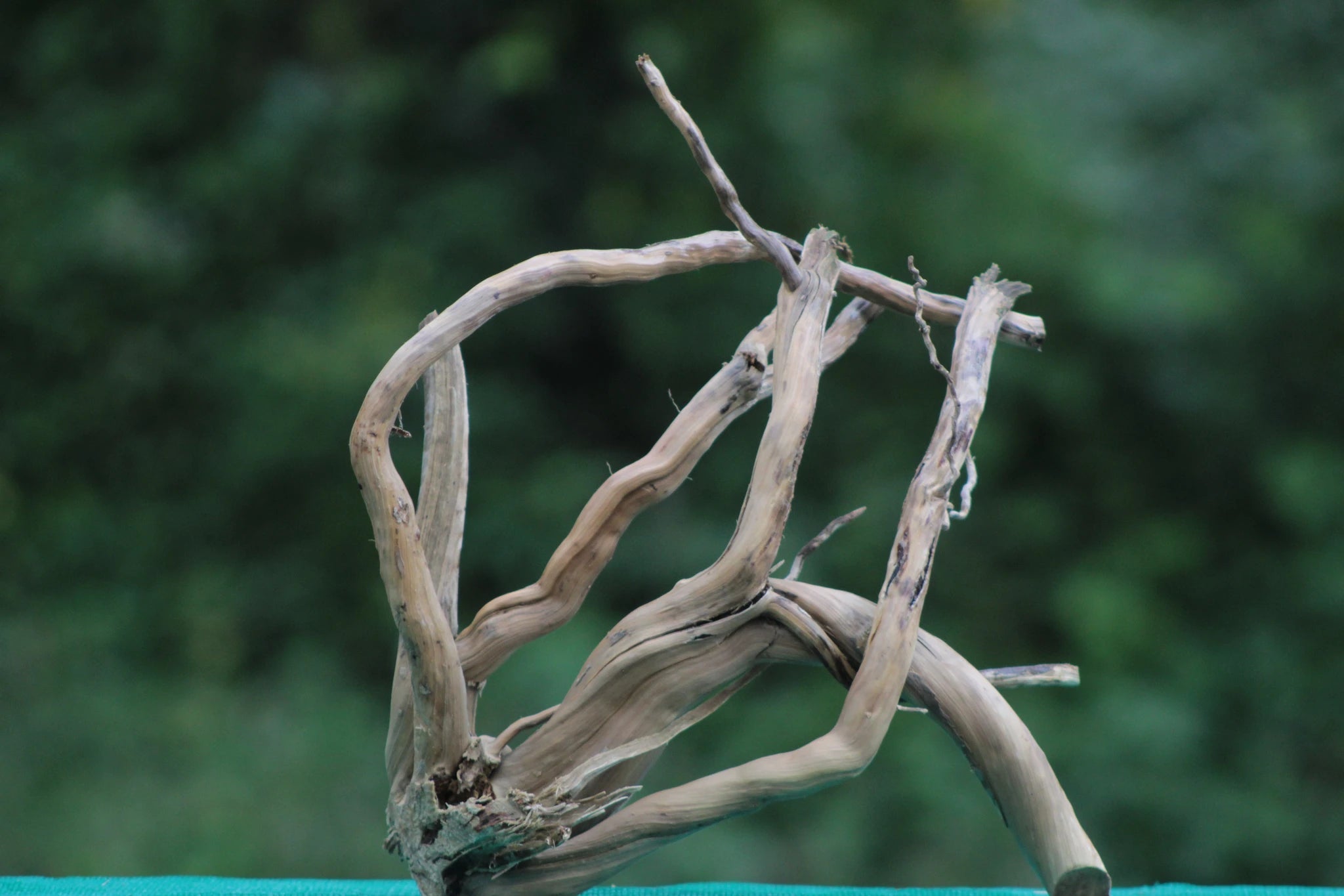 Natural Driftwood Sculpture – 15x12 Inches - UNIQUE DRIFTWOOD