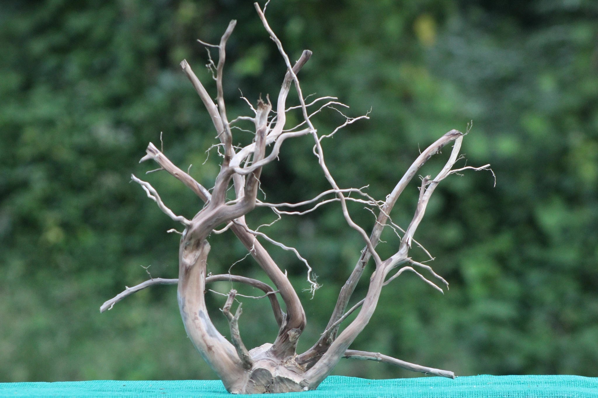 Natural Driftwood Sculpture – 18x18 Inches (Branching Design) - UNIQUE DRIFTWOOD