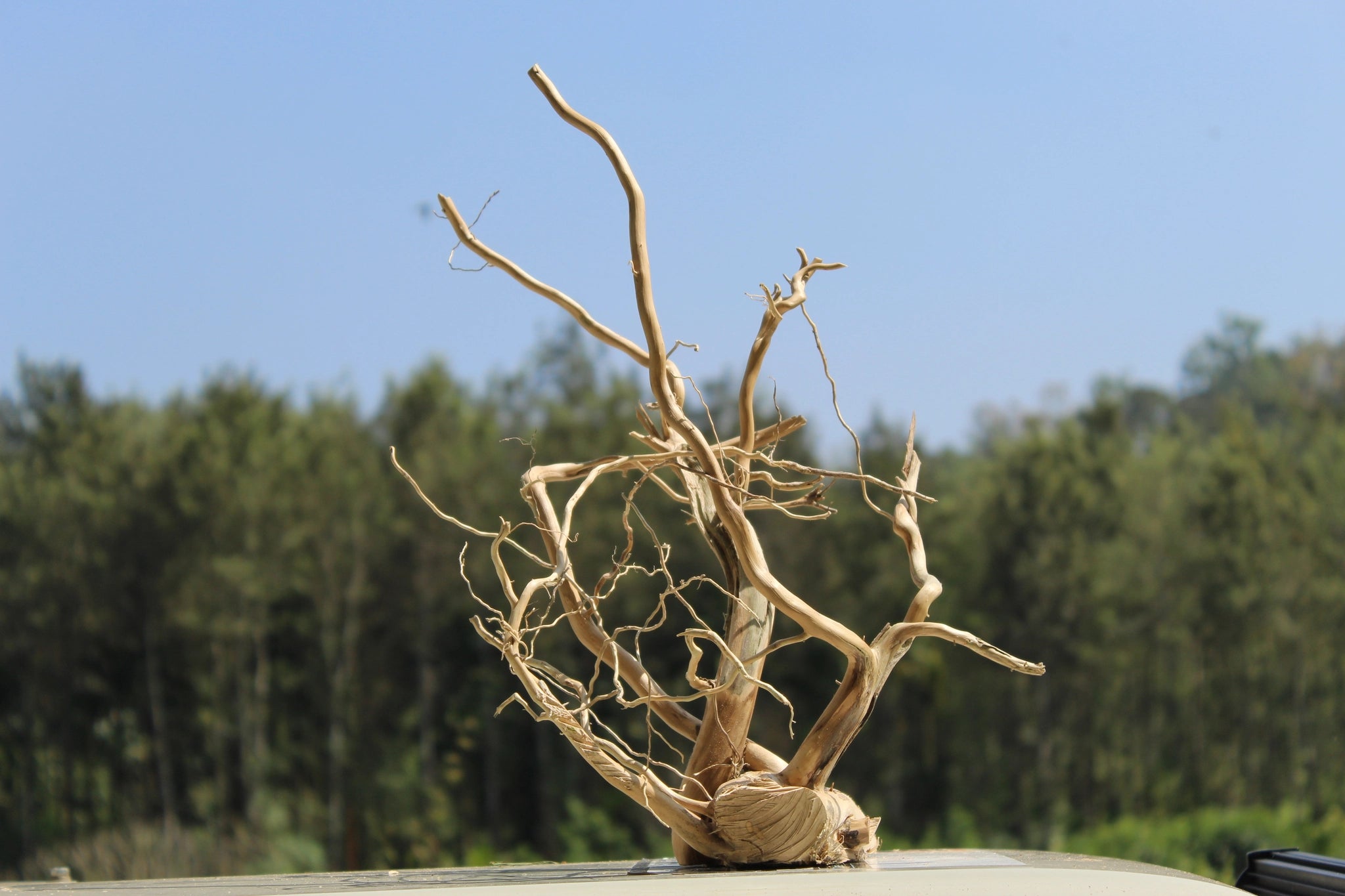 18x20 inch natural driftwood sculpture with intricate, twisting branches, ideal for aquariums, terrariums, rustic home decor, or nature-inspired crafts.

