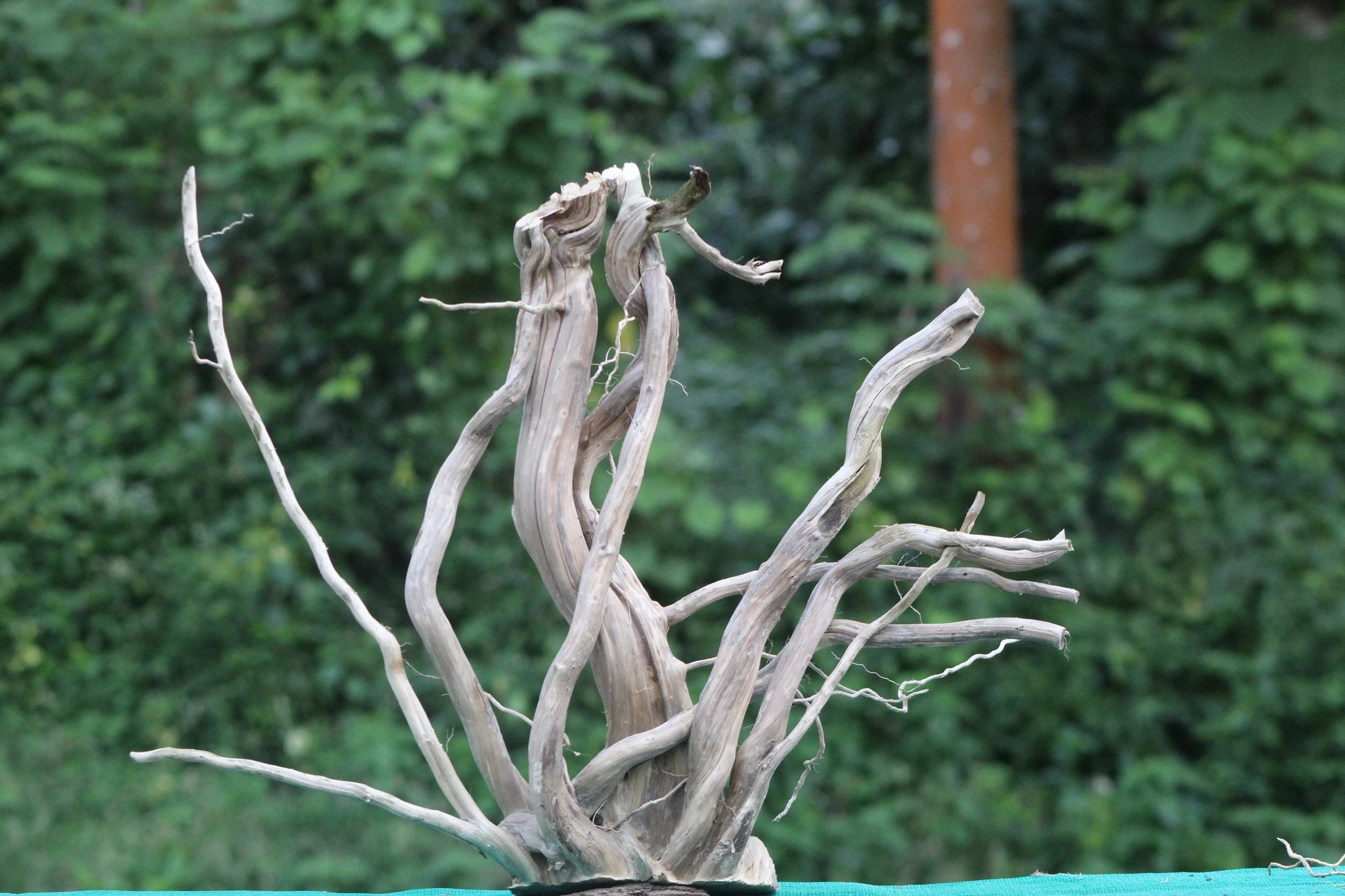 Natural Driftwood Sculpture – 24x18 Inches (Twisting Branch Design) - UNIQUE DRIFTWOOD