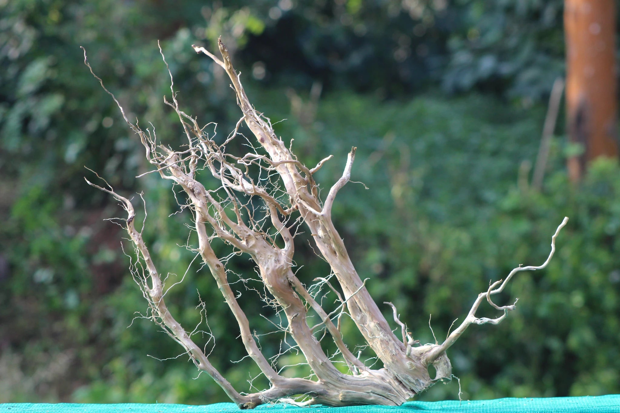 24x24 inch natural driftwood sculpture featuring intricate branches, ideal for aquariums, terrariums, or rustic home decor and art installations.

