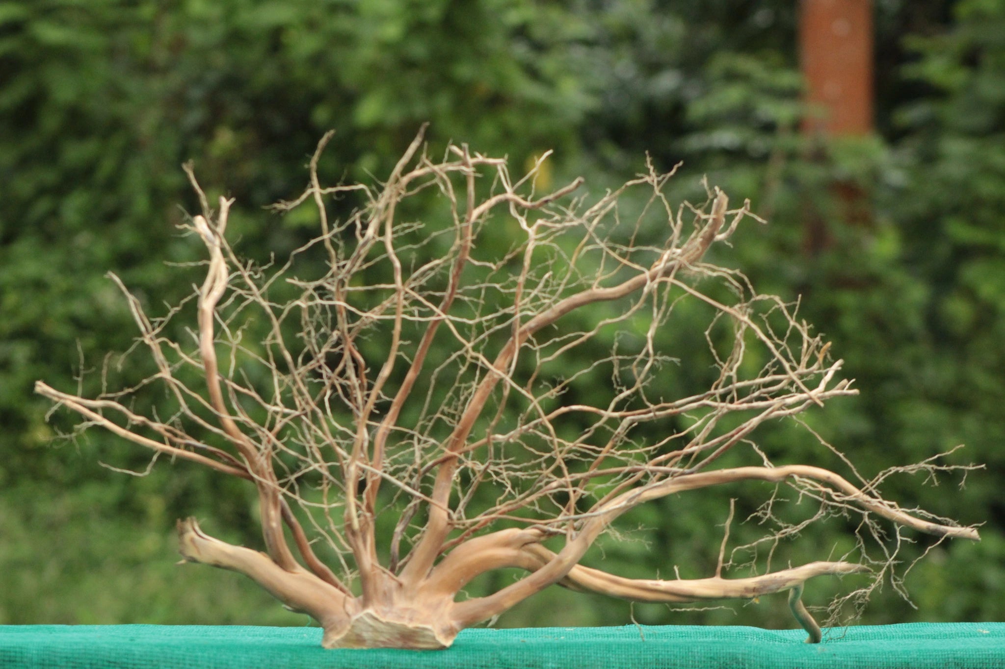 Natural Driftwood Sculpture – 30x18 Inches (Intricate Branching) - UNIQUE DRIFTWOOD