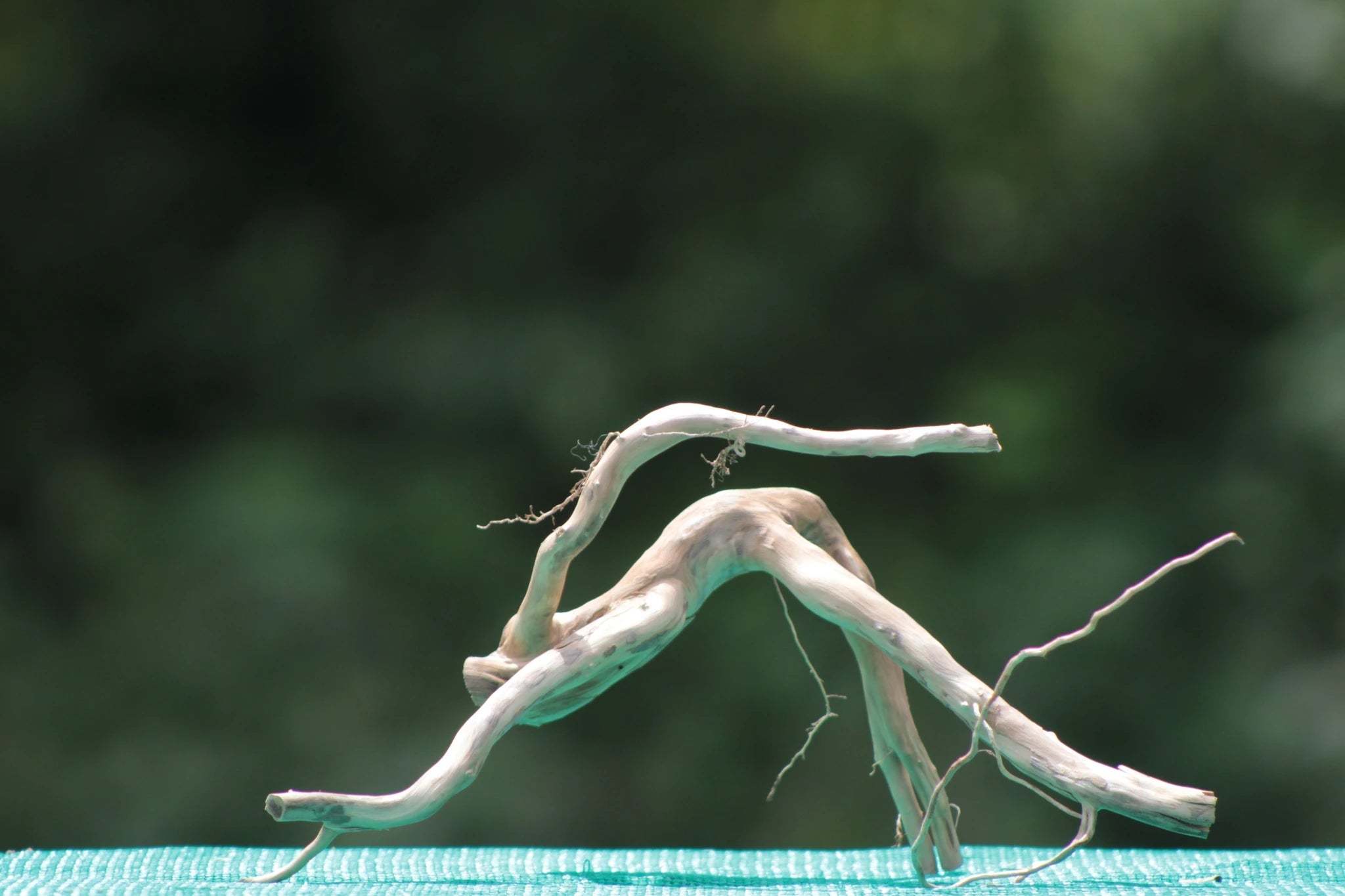 Natural Driftwood Sculpture – 6x6 Inches - UNIQUE DRIFTWOOD