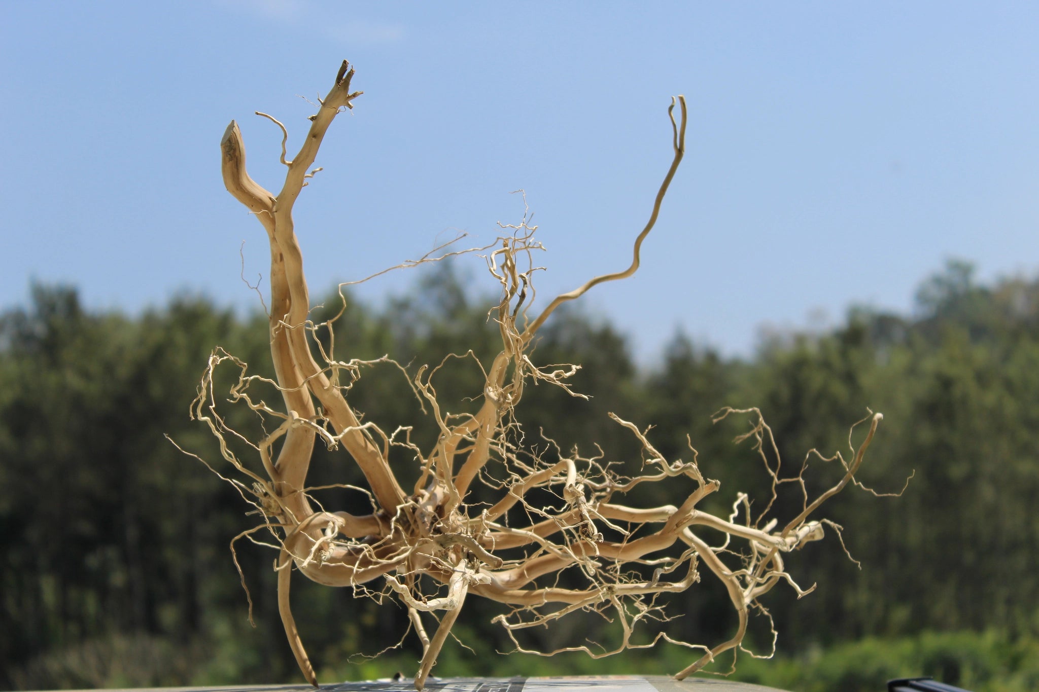 Natural Spiderwood driftwood sculpture measuring 15x15 inches, ideal for aquariums, terrariums, and decorative use. Intricate branches and unique design.

