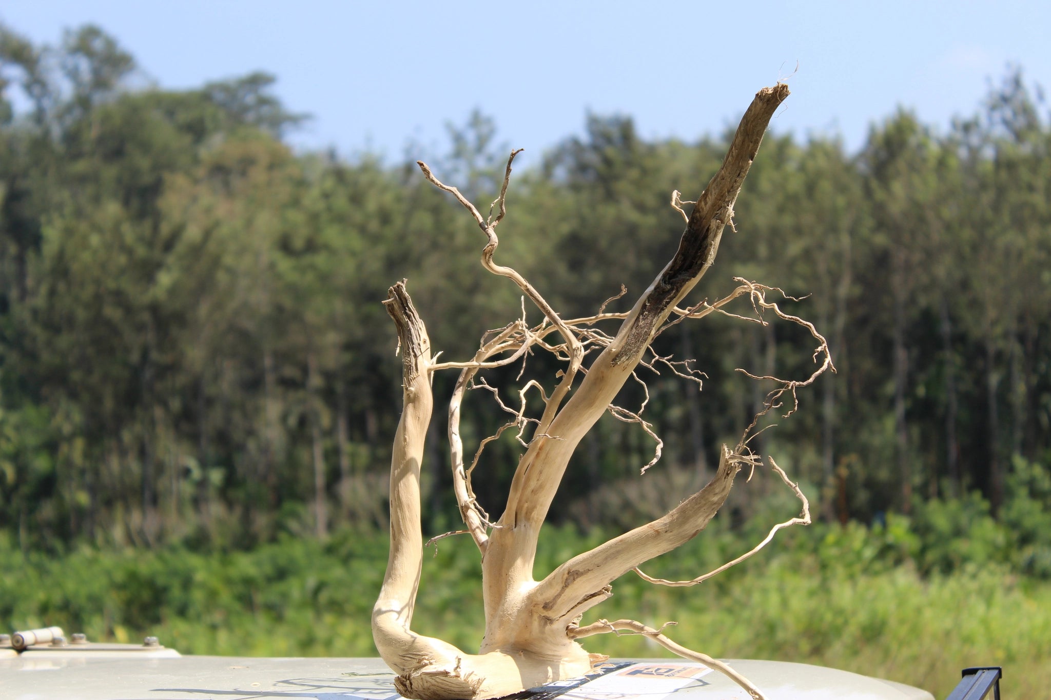 Natural Spiderwood driftwood sculpture measuring 15x8 inches, ideal for aquariums, terrariums, and decor. Featuring intricate branches and natural elegance.

