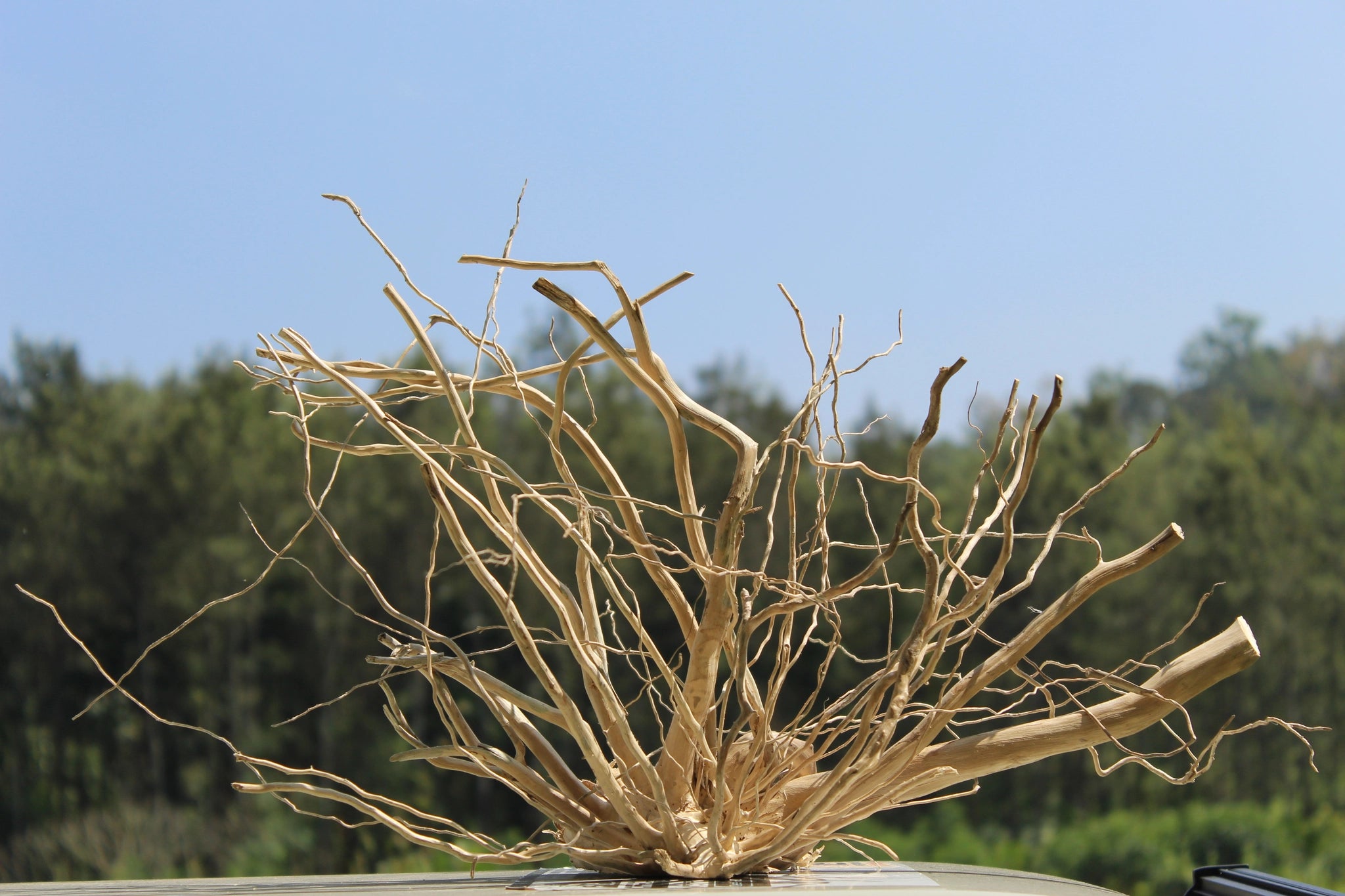 Natural Spiderwood driftwood sculpture measuring 18x10 inches, ideal for aquariums, terrariums, and home decor. Features detailed branching and natural elegance.

