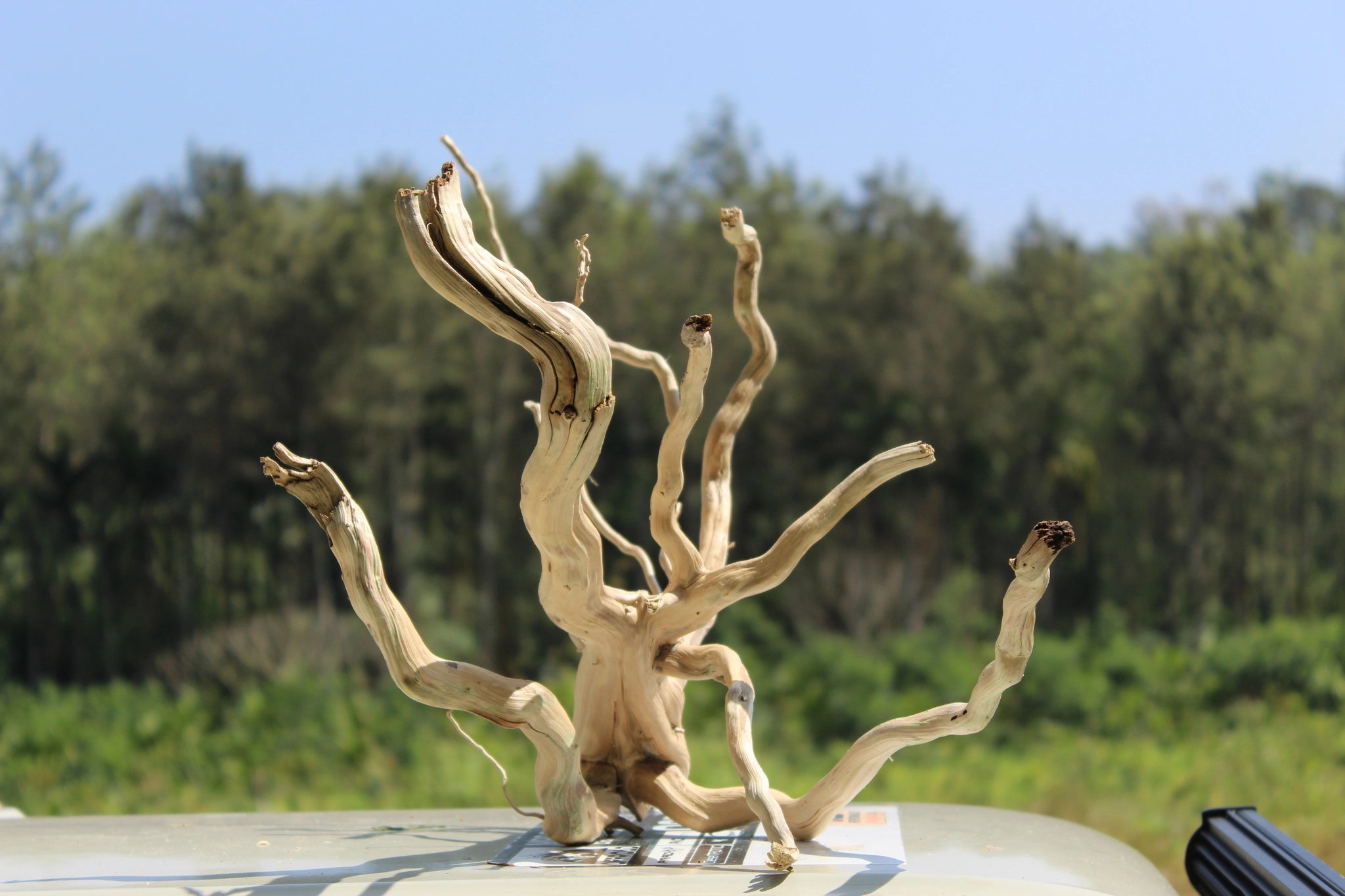 Natural Spiderwood driftwood sculpture measuring 18x18 inches, perfect for aquariums, terrariums, and decor. Features intricate twists and natural curves.

