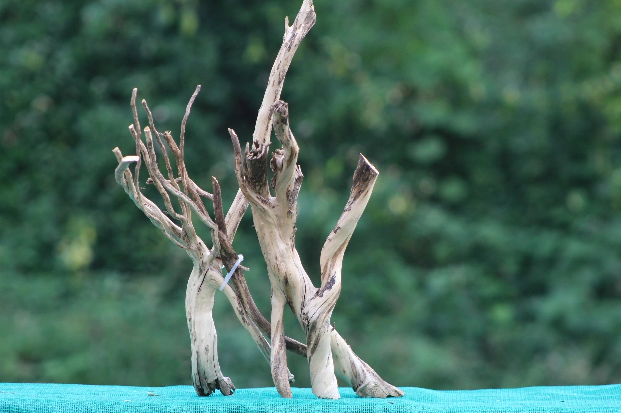 Natural Spiderwood for Aquascaping & Aquarium Decor - 15x18 Inch Handpicked Spiderwood - UNIQUE DRIFTWOOD