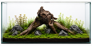 Forest Gateway. 100+ years  ironwood .  Suitable for 2 ft ,3ft and 4 ft tank thumbnail 1
