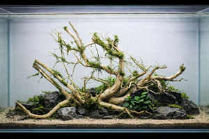 36x18 Inch Driftwood – Unique Hardscape for Planted Tanks thumbnail 3