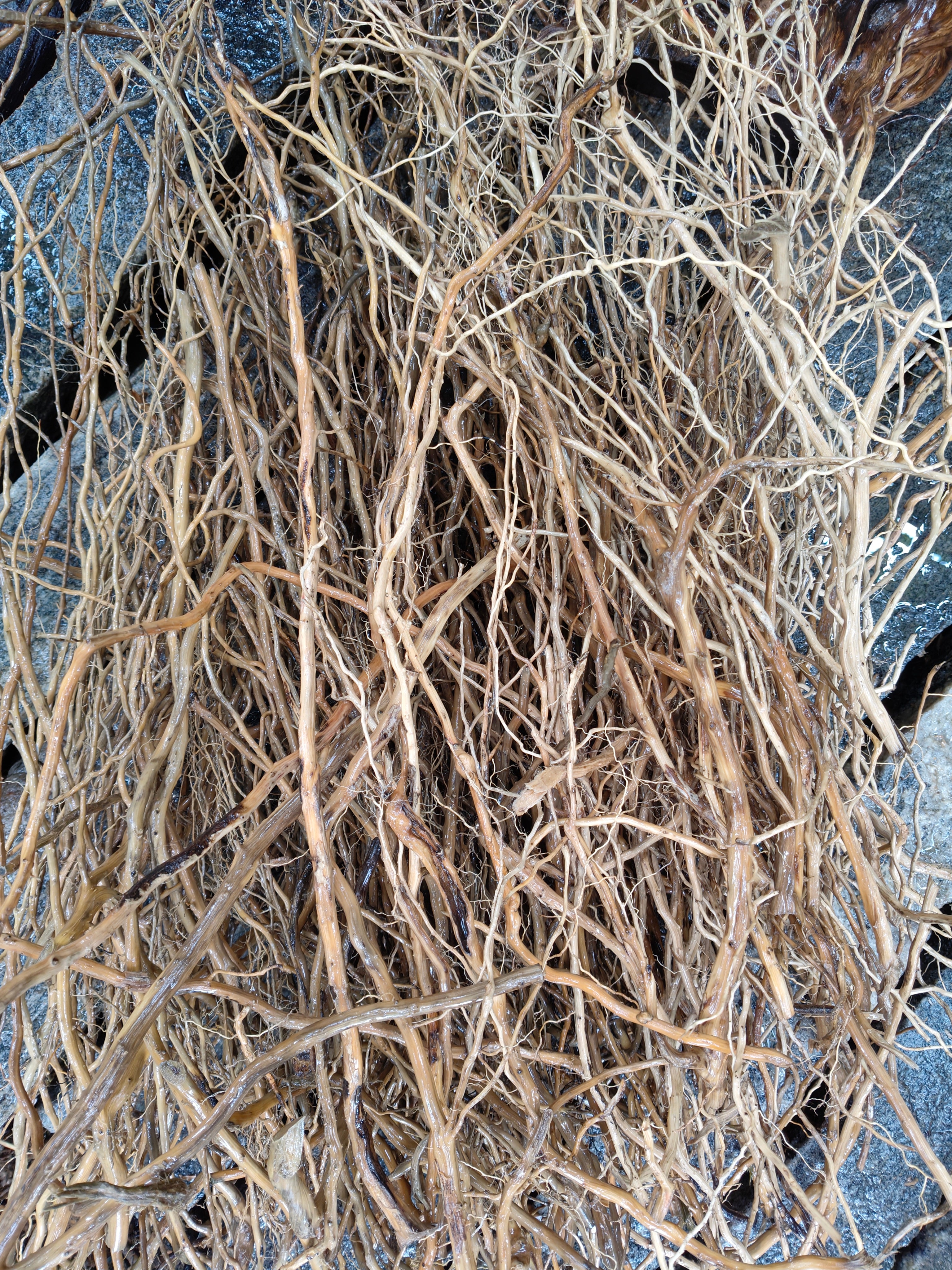 Detailing roots 2mm to 10mm mixed size (500)grms