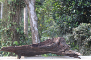 Elderfall Relic – Natural Statement Piece ( suitable for 4 feet and above tanks) thumbnail 2