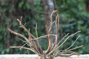 24x18 Inch Spider Wood for Aquarium – Natural Driftwood thumbnail 1