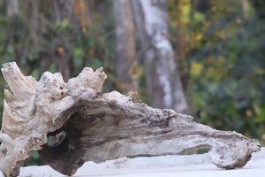Forestbank Driftwood — 36 Inch Natural Composition thumbnail 2