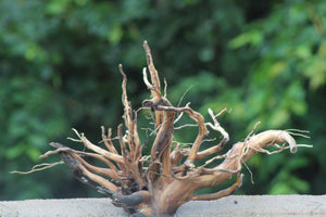 15x18 Inch Spiderwood – Natural Driftwood for 24–36” Aquariums and Nature Decor