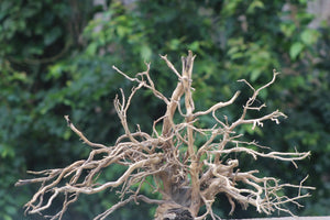 36x20 Inch UNIQUE AND INTRICATE  BRANCHES. Aquarium Driftwood – Elevate Your Aquascape with Natural Beauty thumbnail 1