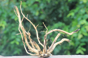 24x18 Inch Spiderwood – Premium Driftwood for 36” Aquariums thumbnail 1