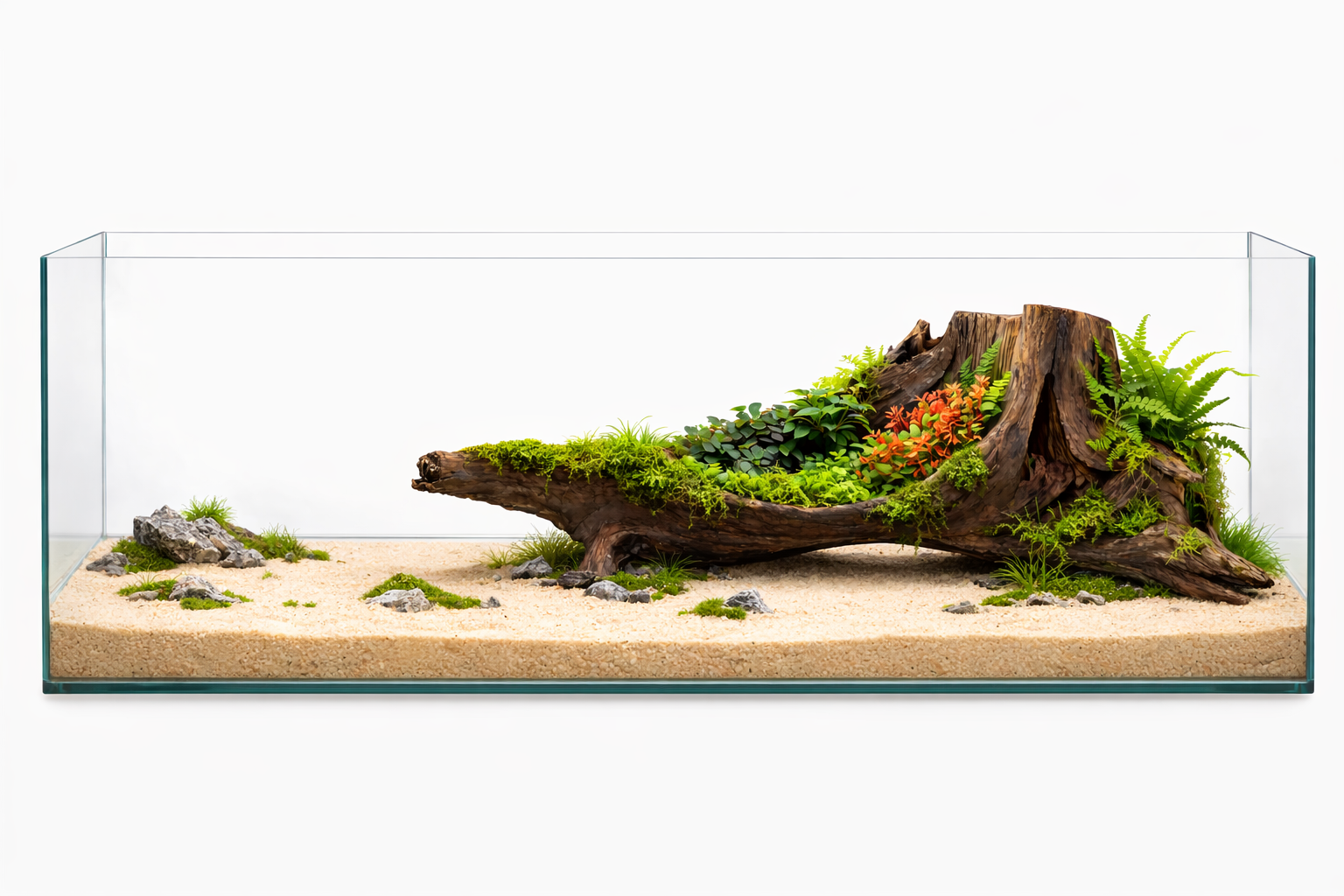 Elderfall Relic – Natural Statement Piece ( suitable for 4 feet and above tanks)
