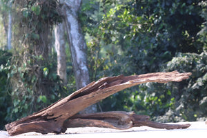 Longreach — Dual Hollow Driftwood (4 ft Composition) thumbnail 3