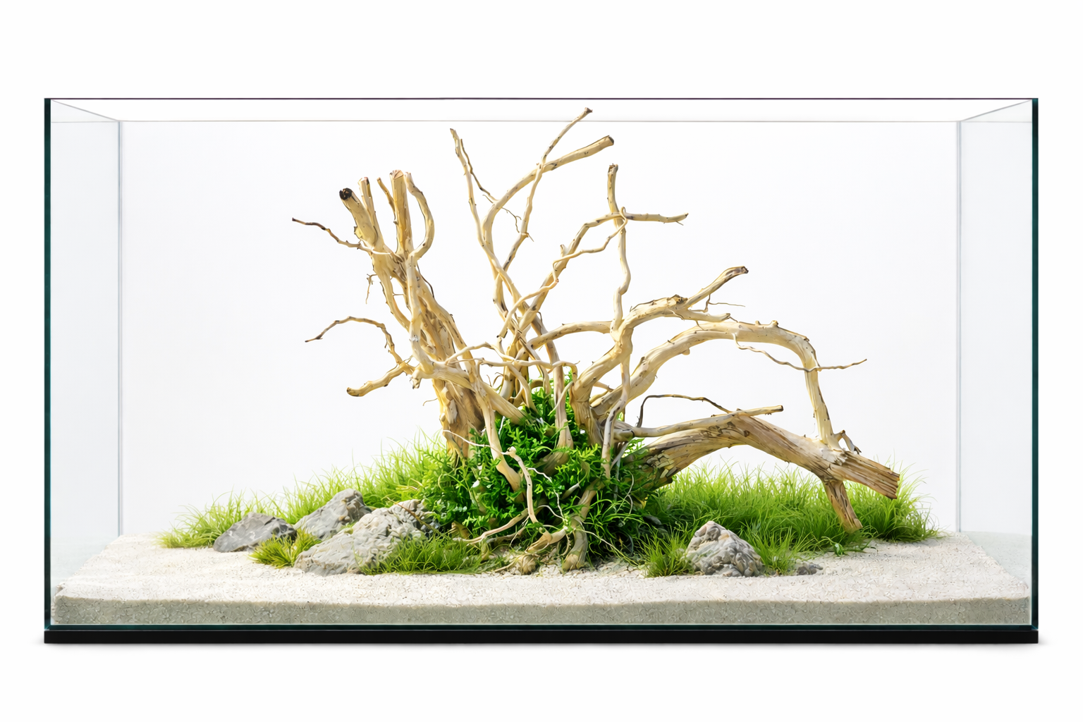 24x24 Inch Spider Wood – Premium Natural Driftwood with Wide Branching for Aquariums & Terrariums