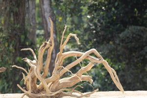 Parallel Wilderness — Dual Driftwood Layout (5 or 6 ft Aquascape Set)( 2 pieces ) thumbnail 4