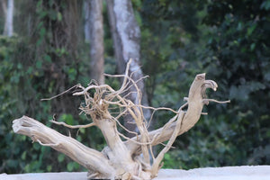 Ancient Root Driftwood – Natural Centerpiece for Aquariums (36*18 inch) thumbnail 3