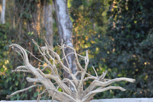 Naturefall Riverbank Driftwood — 36×20 Inch thumbnail 3