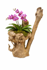 Natural Wooden pot - statement piece for Gardening thumbnail 1