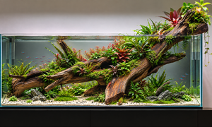 Elysian Ascent- for Competition Grade setup thumbnail 1