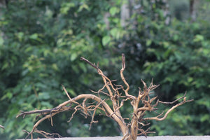 30x18 Inch Driftwood – The Perfect Hardscape for Planted Aquariums thumbnail 1