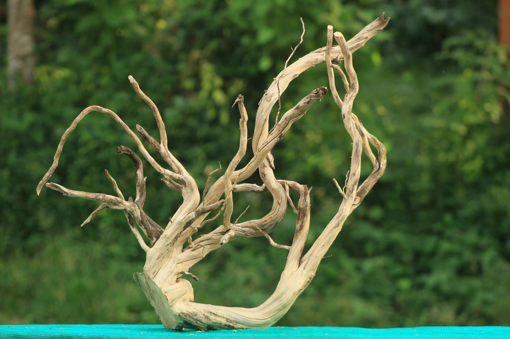 Spiderwood Bundle for Aquascaping - 2 Pieces (30x18 Inch) Natural Handpicked Spiderwood - UNIQUE DRIFTWOOD