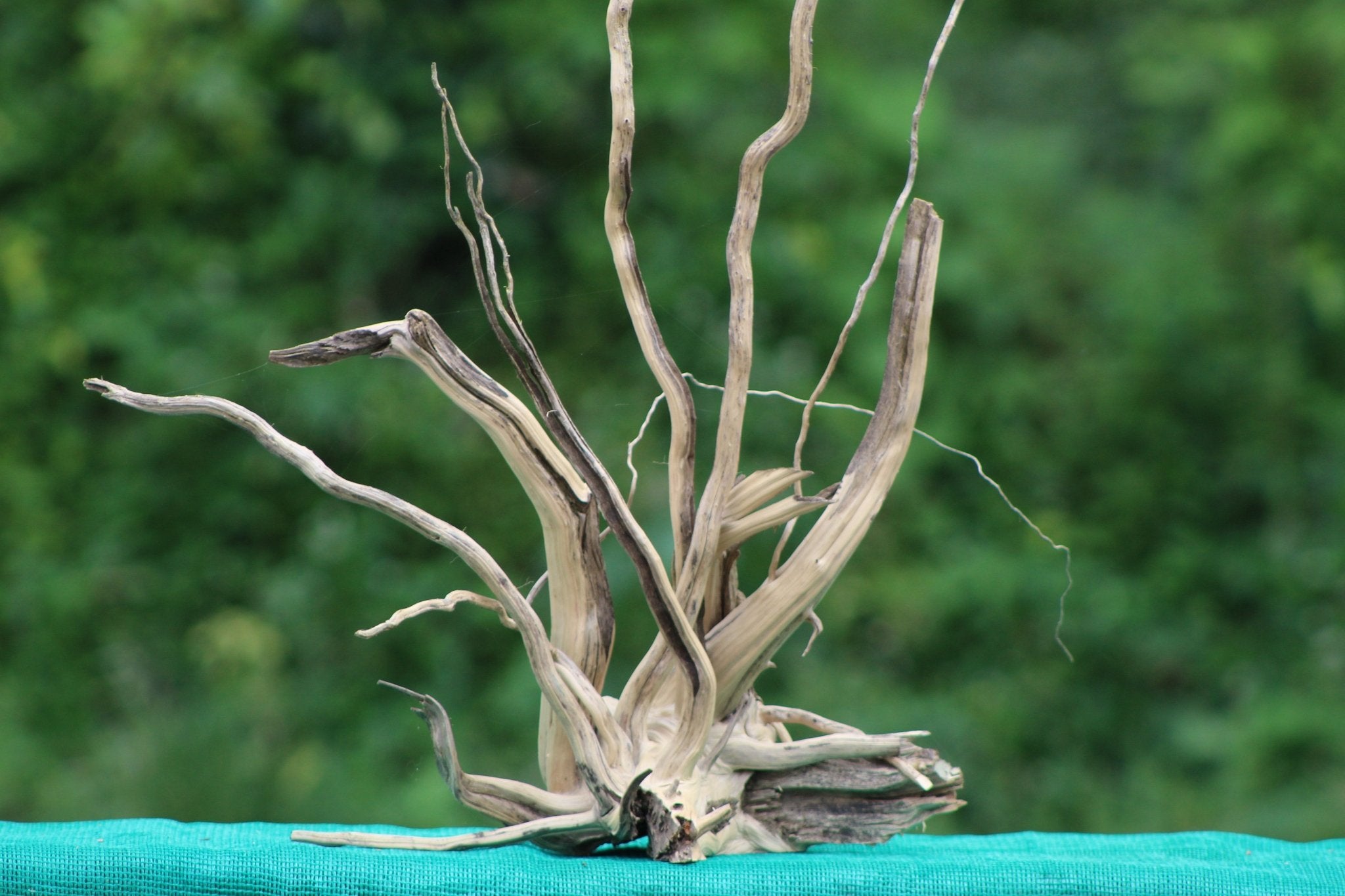 Spiderwood Driftwood (24x18 inch) – A Striking Natural Centerpiece for Aquariums, Terrariums, and Home Decor - UNIQUE DRIFTWOOD