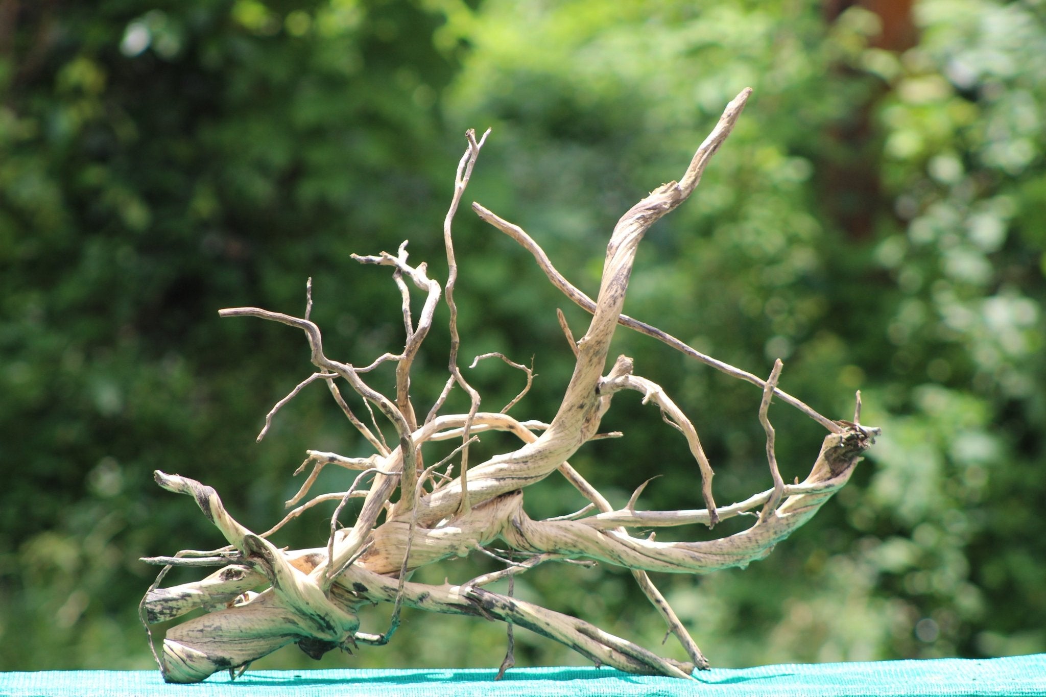 Spiderwood Driftwood (24x18 inch) – A Unique Natural Feature for Aquariums, Terrariums, and Home Decor - UNIQUE DRIFTWOOD