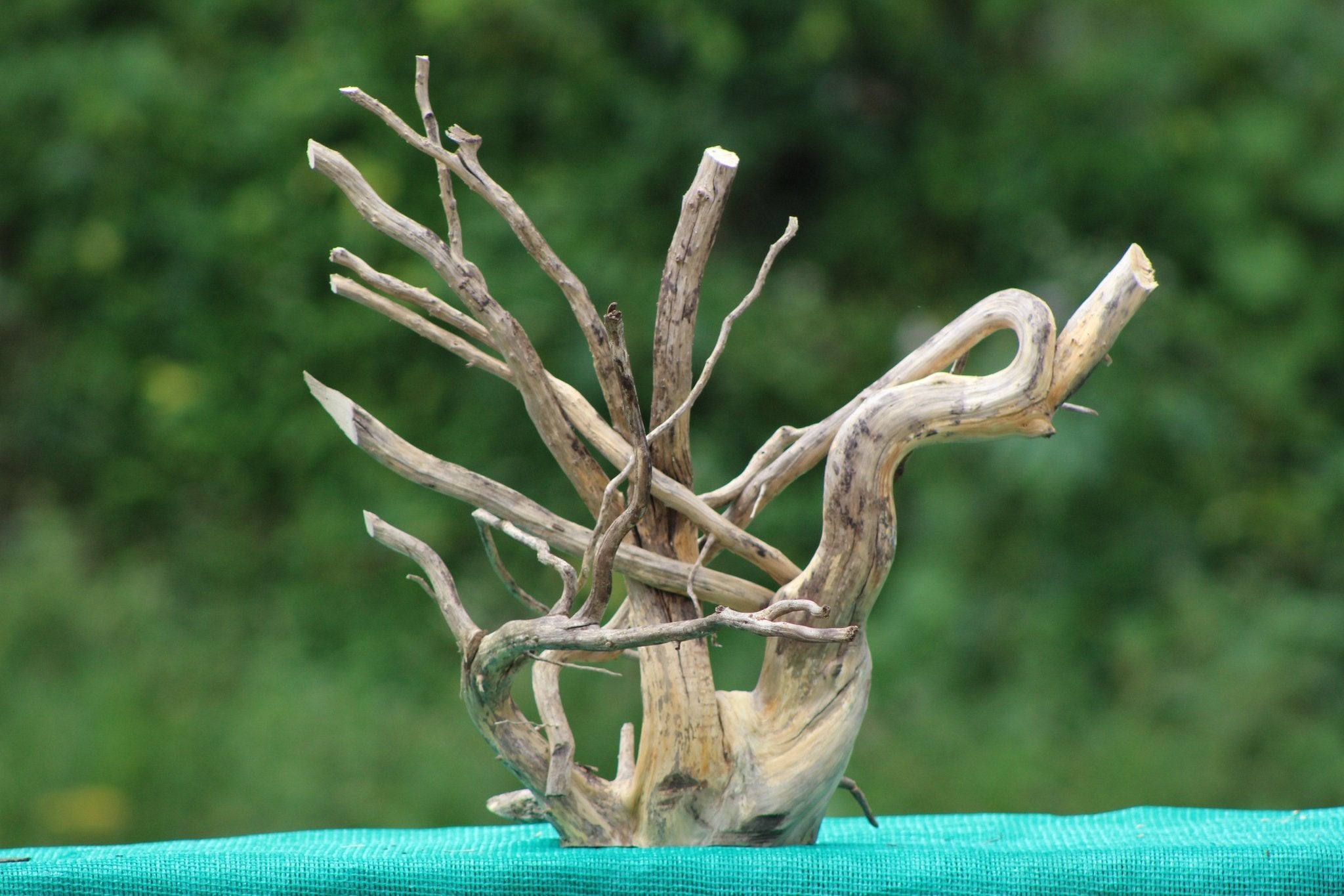 Spiderwood Driftwood Sculpture (18x18 inch) – Ideal for Aquariums, Terrariums, and Home Décor - UNIQUE DRIFTWOOD