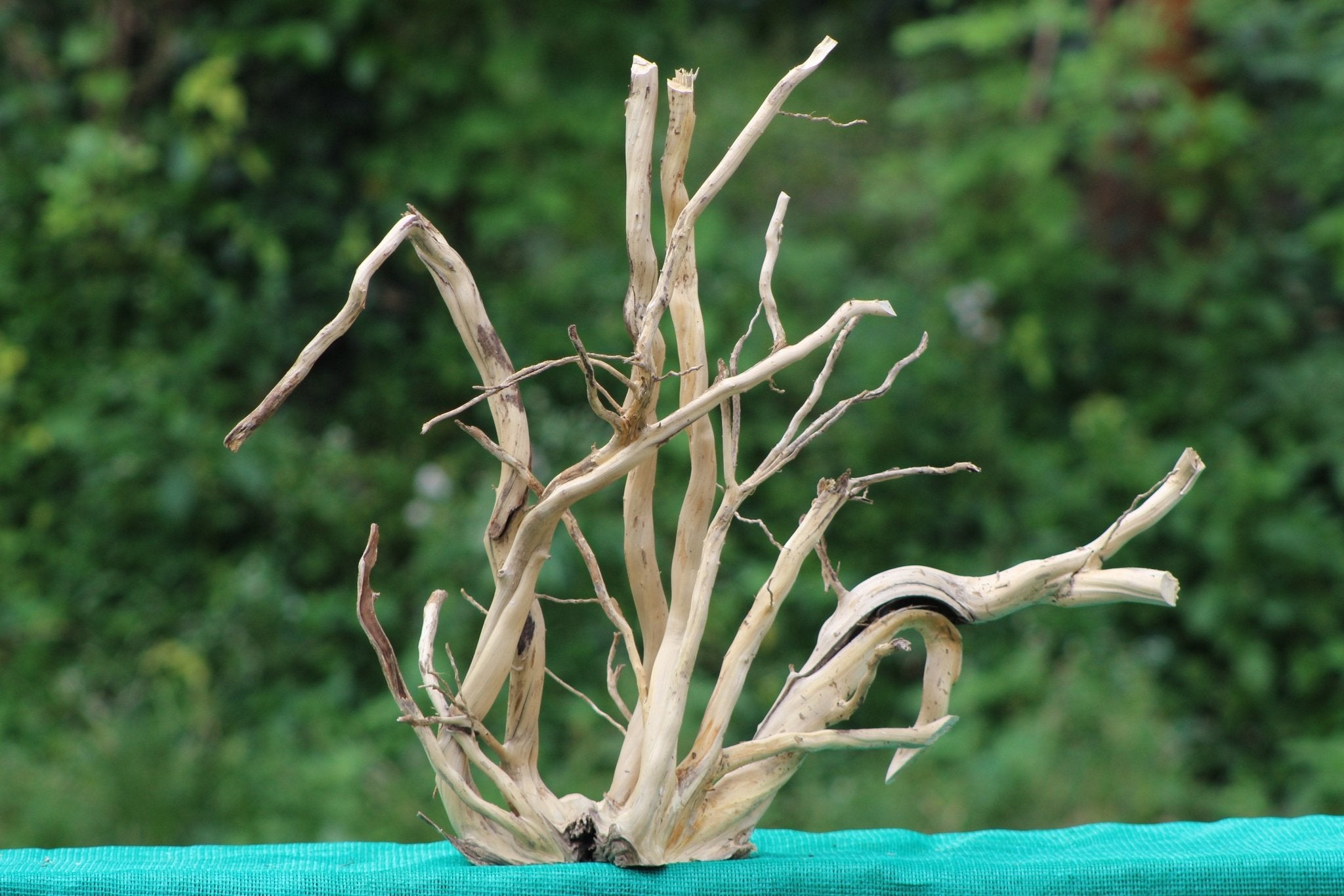 Spiderwood Driftwood Sculpture (24x20 inch) – Perfect for Aquariums, Terrariums, and Home Décor - UNIQUE DRIFTWOOD