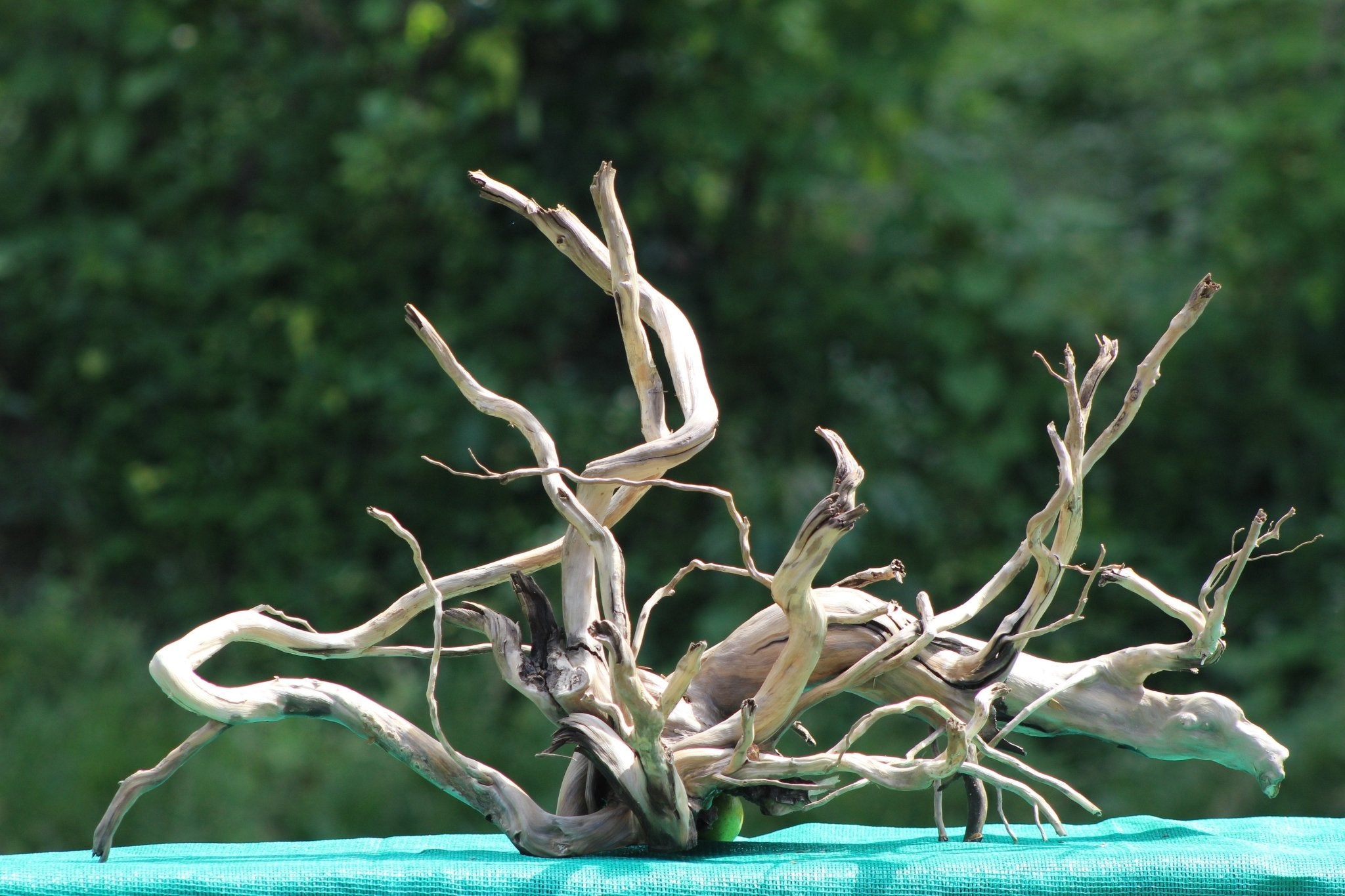 Spiderwood Driftwood Sculpture (36x18 inch) – Ideal for Aquariums, Terrariums, and Home Décor - UNIQUE DRIFTWOOD